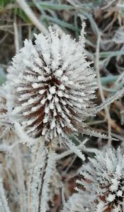 Pat 03 Grote Kaardenbol